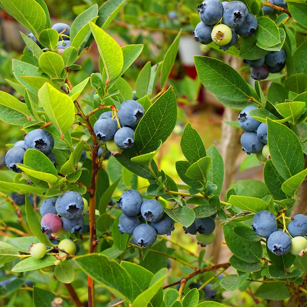 YouGarden Blueberry 'Ozark Blue', for Late Season Blueberry Crops, Established Plant in 9cm Pot, Ready to Plant for Grow Your Own Blueberries