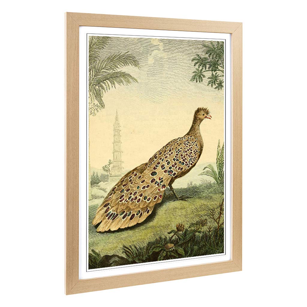 Big Box Art Framed Print of Vintage Charles R Ryley Peacock Pheasant Design | Wall Art Picture | Home Decor for Kitchen, Living Room, Bedroom, Hallway, Oak, A2 / 24.5x18 Inch / 62x45cm