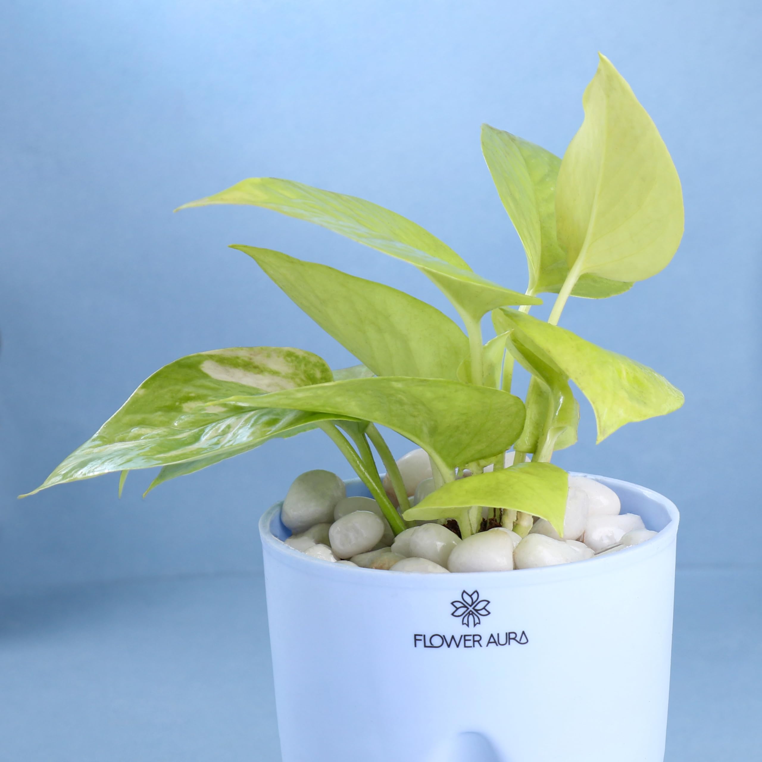 FlowerAura Air Purify Live Indoor Lucky Golden Money Plant In Blue Self Watering Pot For Living Room, Balcony, Home/Office Decor | Premium Gifting | Improving Air Quality | Reducing Stress 1