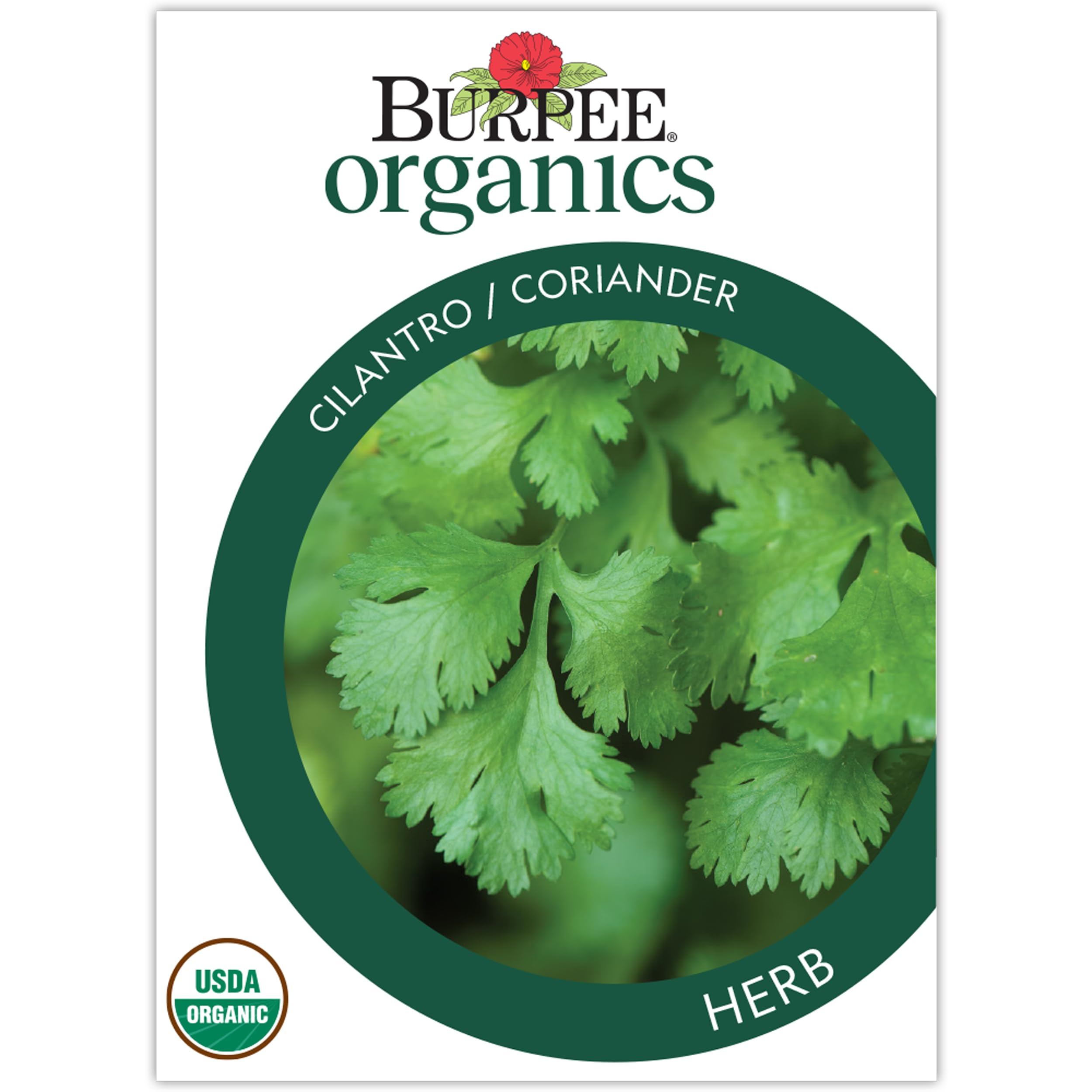 Burpee Organic Cilantro Seeds - Slow-Bolt Culinary Herb