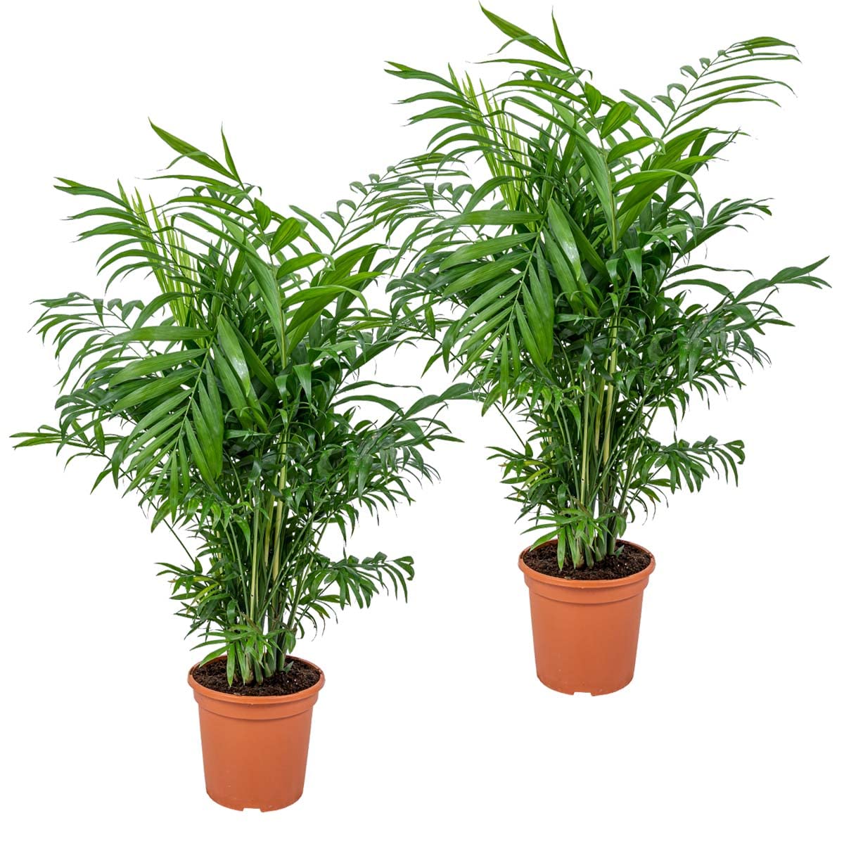 Bloomique - Set de 2 - Chamaedorea elegans - Palma enana mexicana - Planta de interior - Purificadora del aire - Apta para mascotas - Fácil de cuidar - Altura 50-60 cm - Maceta 17 cm