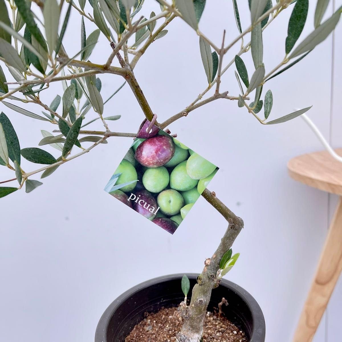 創樹 オリーブ ピクアル 9い28 創樹 オリーブ ピクアル 9い28 創樹