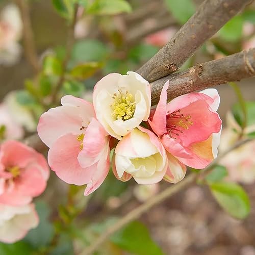 Miniatura 5 de Chaenomeles Speciosa Seeds - Arbusto de hoja caduca de membrillo floreciente, fruta comestible para hacer conservas, gelatinas, salsas, resistencia