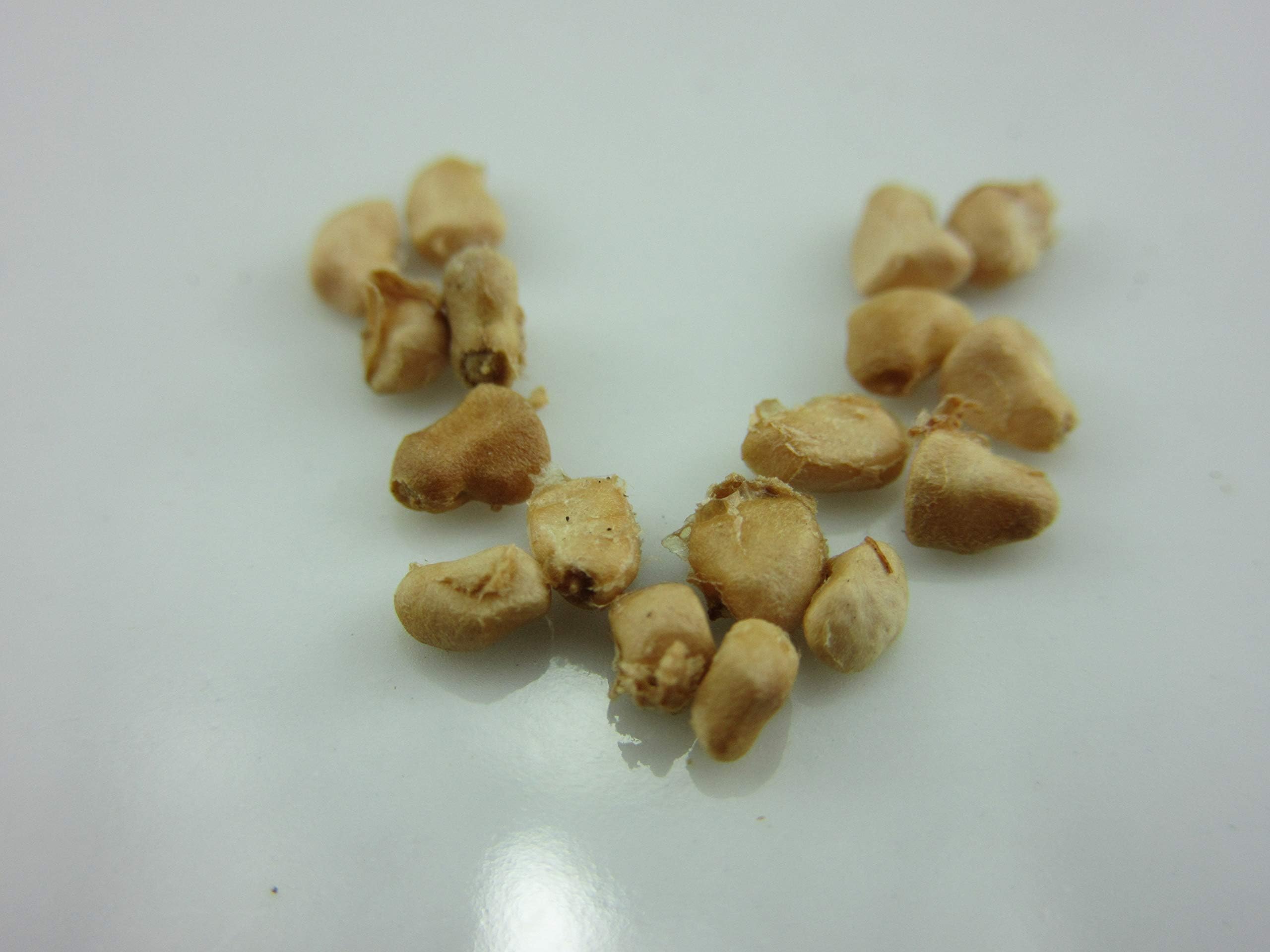 1032-Guava Strawberry (Psidium cattleyanum) Seeds by Robsrareandgiantseeds UPC0764425786108 Non-GMO,Organic,Historic Plants,1032 Package of 7 Seeds