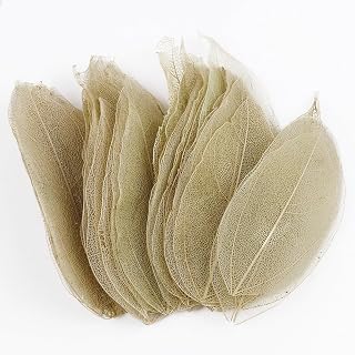 36 hojas naturales, hojas secas naturales, hojas decorativas para manualidades, manualidades, manualidades, bodas, ramos de flores, álbumes de recortes, fabricación de tarjetas, color marrón claro