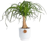 Costa Farms Ponytail Palm Bonsai Live Indoor Plant in Decorative Pot - Easy Care Houseplant, 12-22in Tall, Perfect Gift for Home or Office