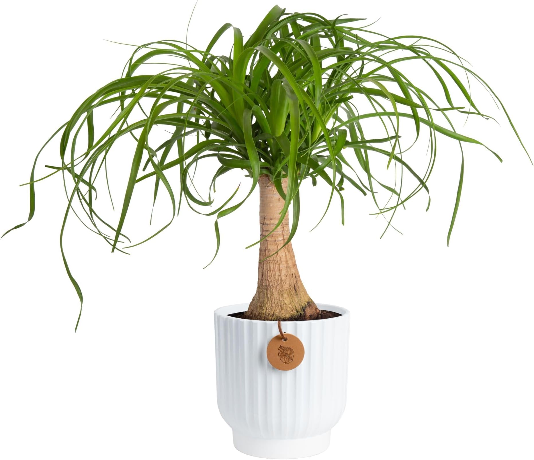 Costa Farms Ponytail Palm, Live Indoor Plant, Tropical Decor, Air Purifying