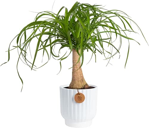 Costa Farms Ponytail Palm, Live Indoor Plant, Tropical Decor, Air