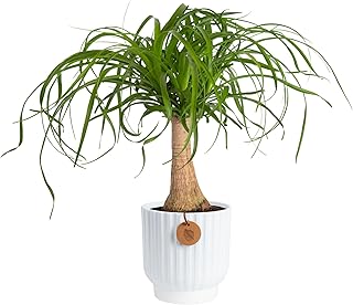 Costa Farms Ponytail Palm Live Plant in Decorative Pot, Easy to Maintain Indoor Houseplant, Perfect for Home, Room, or Office Decor, Great House Warming or Birthday Gift, 12-22 Inches Tall
