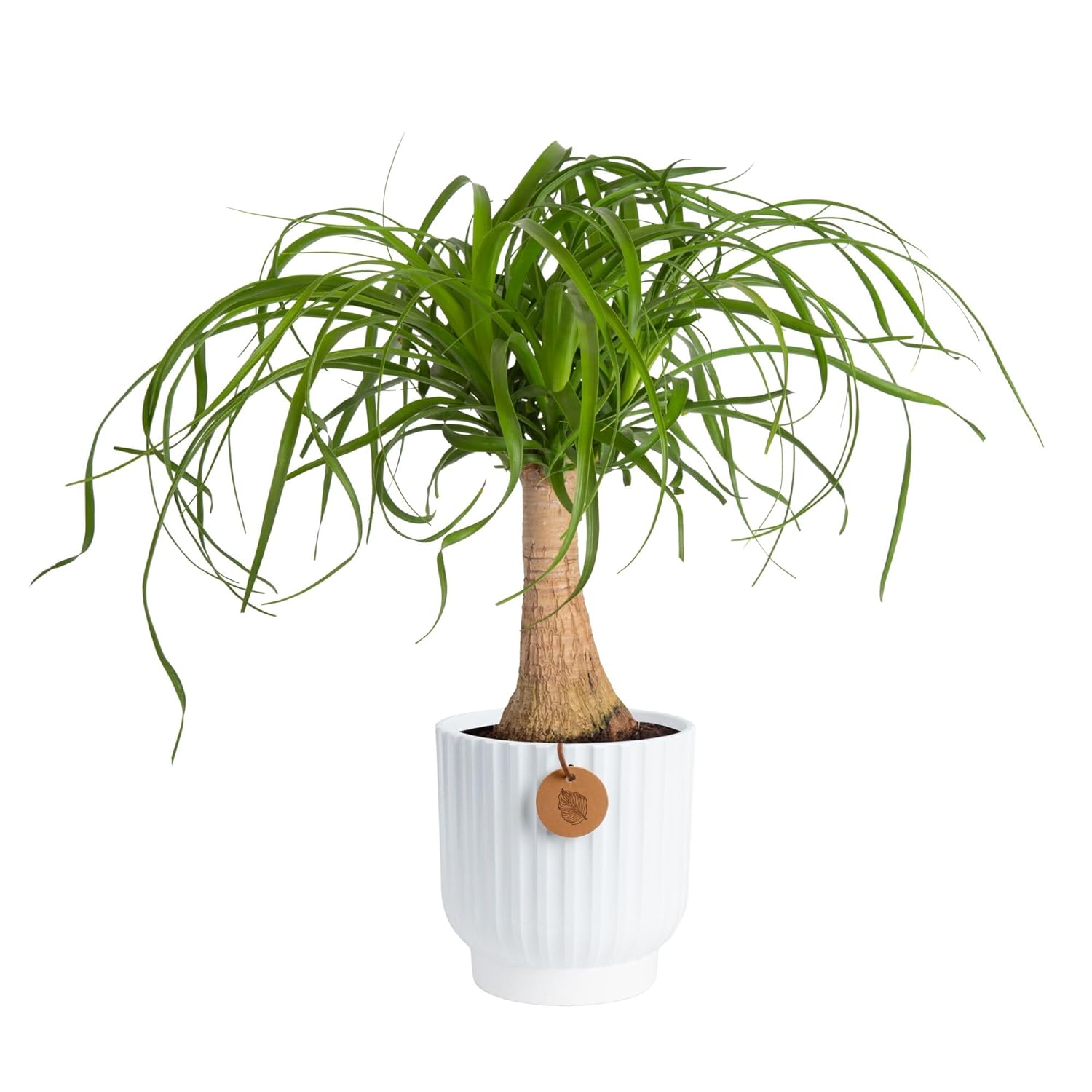 Costa Farms Ponytail Palm Live Plant in Decorative Pot Easy to Maintain Indoor Houseplant Perfect for Home Room