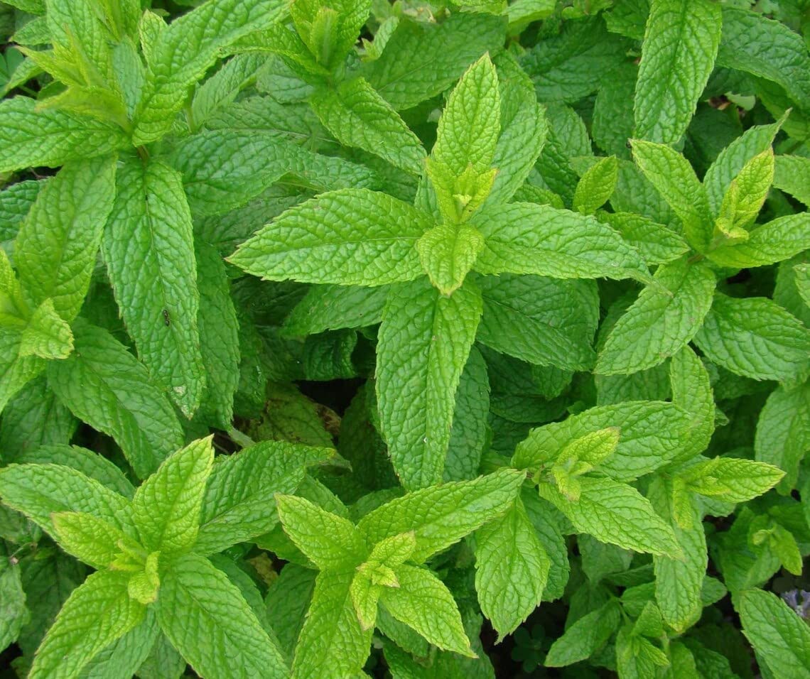 UGRA Spearmint Seeds Herbs Non-GMO, Open Pollinated Plant-100Seeds