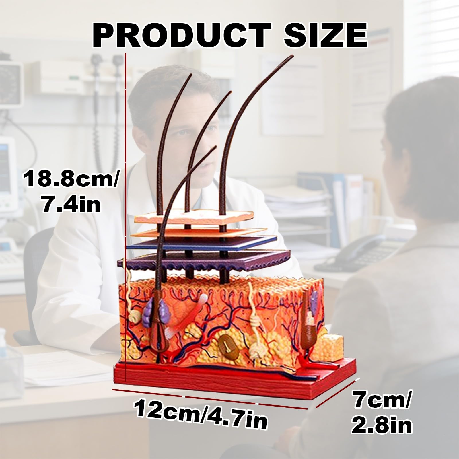 Modello di Anatomia della Pelle Umana e degli Organi Piliferi Rimovibile, Modello Anatomico della Pelle in 19 Parti, Materiale in PVC, Strumenti Didattici Scienza per Studenti e Insegnanti