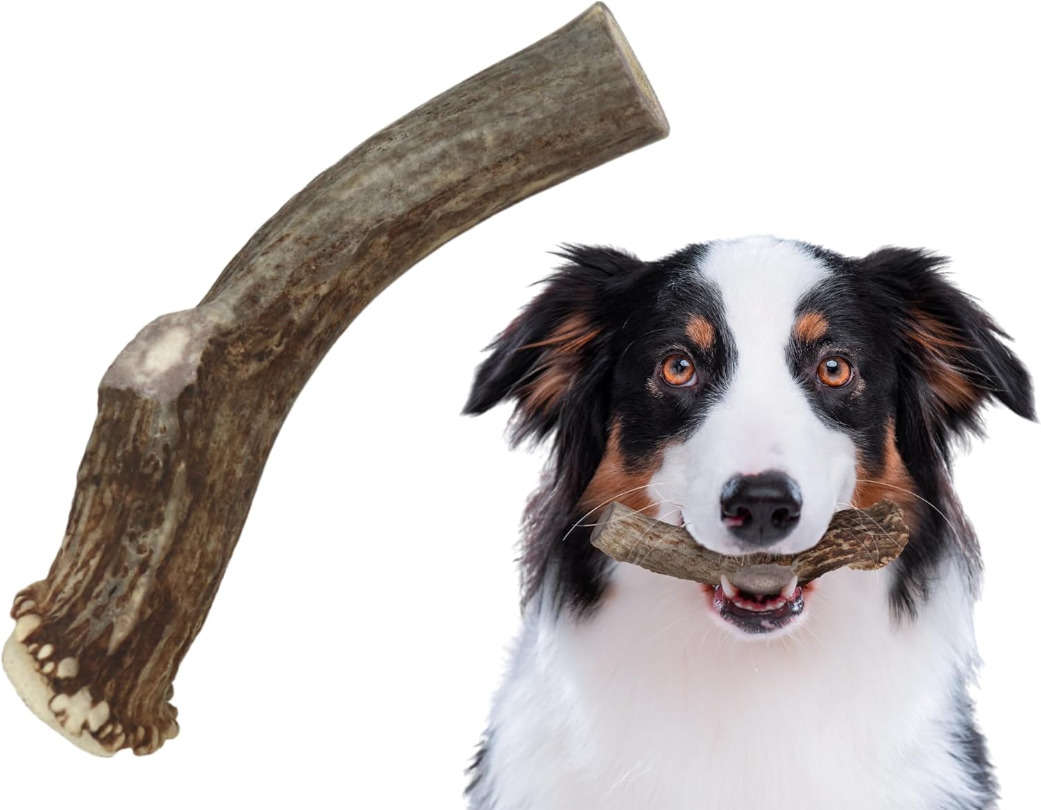 Premium White Tail Deer Antler Dog Chews, 100% All Natural, Naturally Shed Antlers, Select Cut to Size, Sanded Smooth, Dog Bones (3 Pack) (Large)