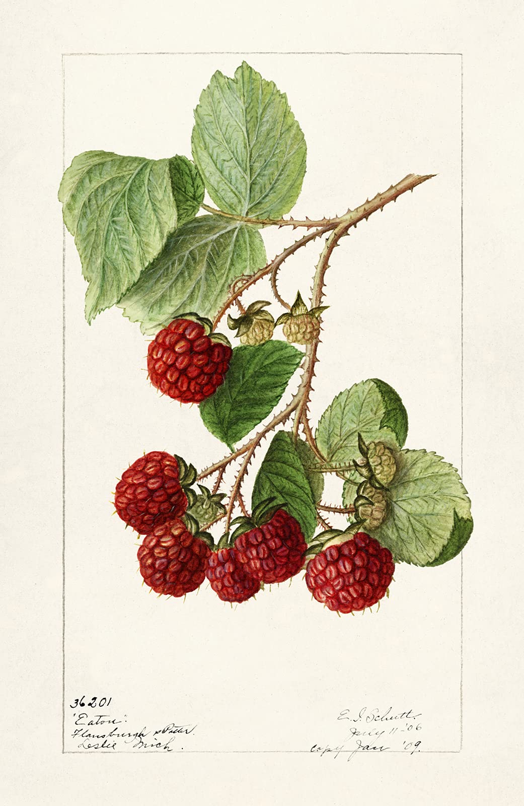 WowPosters Eaton Raspberry Poster - 21x30 cm