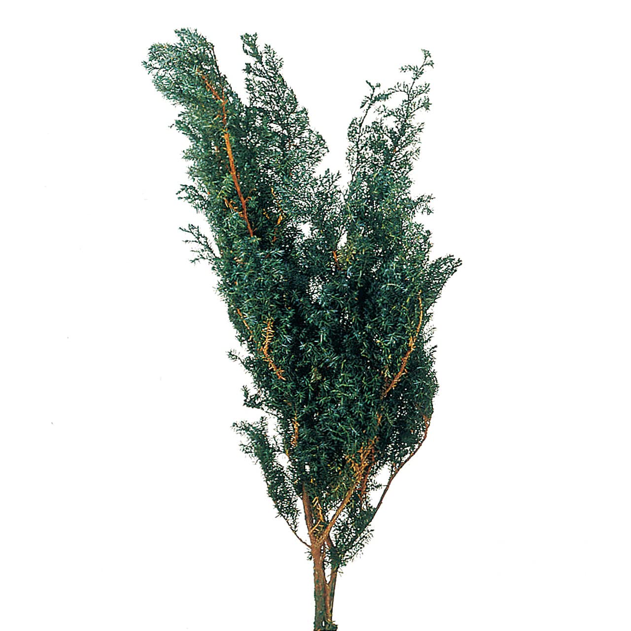 Amazon｜大地農園 プリザーブドフラワー ソフトヒムロスギ グリーン 約