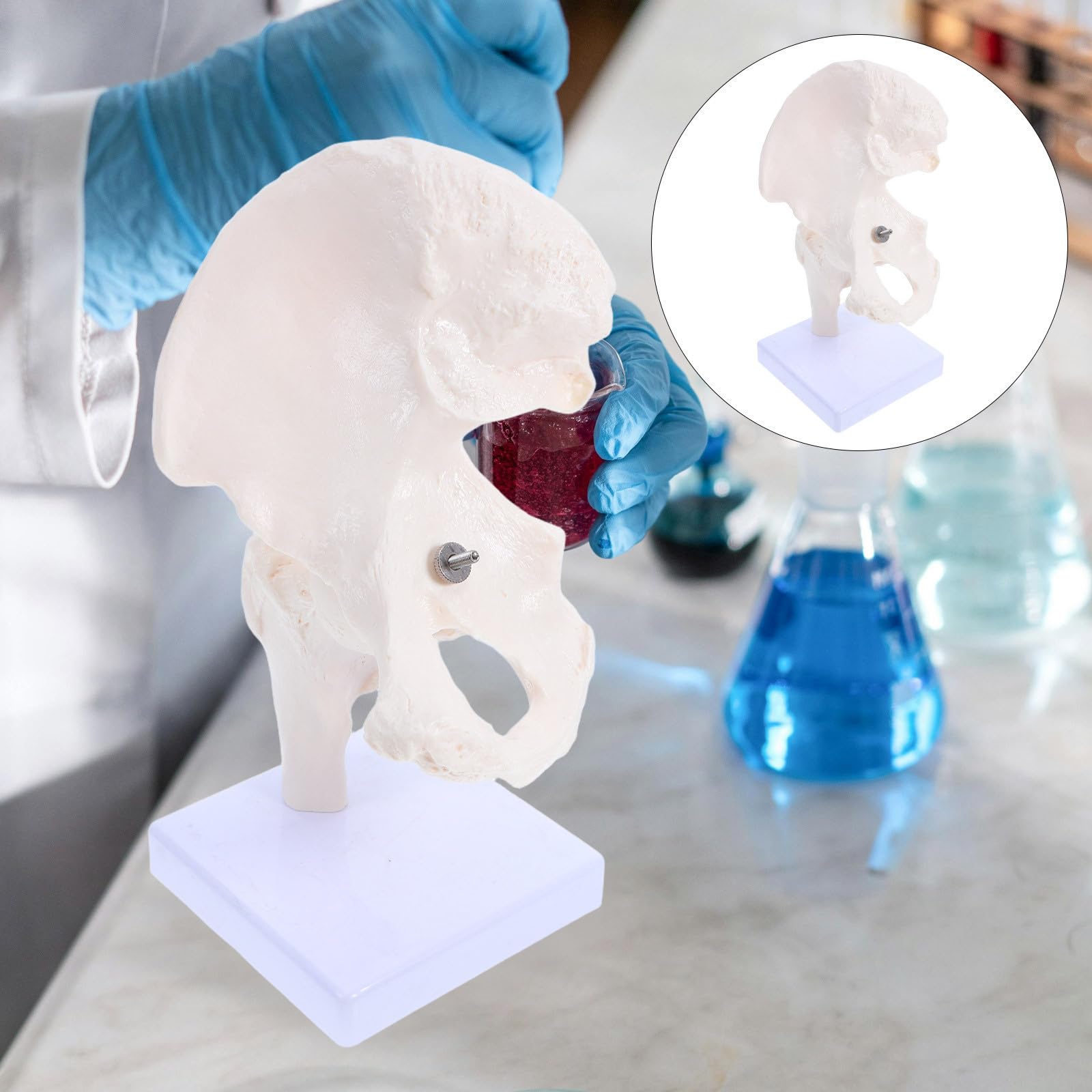 Modelo Anatómico de Esqueleto Humano de Cadera, Modelo de Anatomía para Estudiar, Herramienta Educativa Partes Desmontables para Enseñanza en Escuelas y Laboratorios, Material