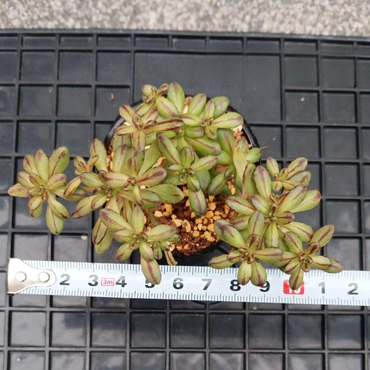 Amazon.co.jp: アエオニウム 小人の祭り 抜き苗 多肉植物 : ホビー