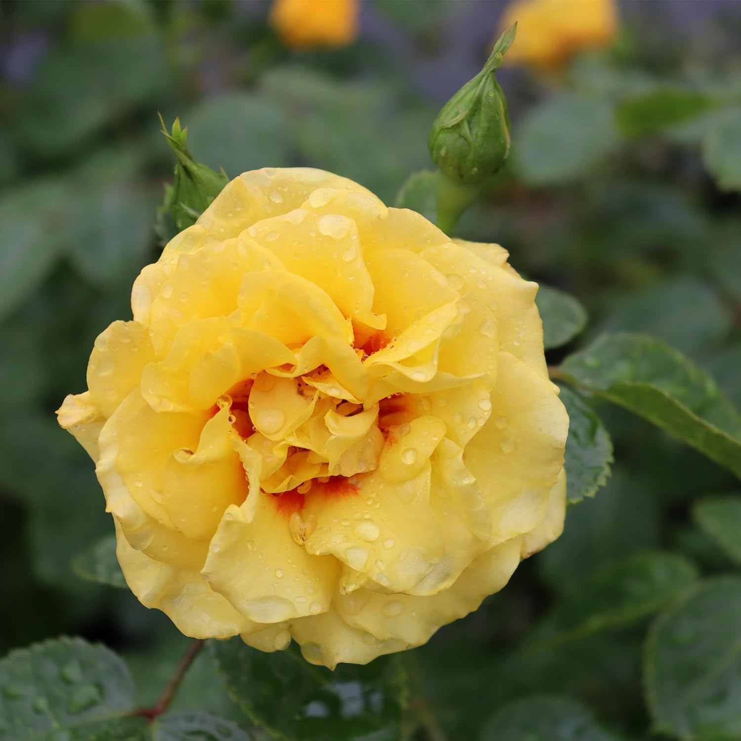 Proven Winners 2 Gal. Rise Up Ringo Climbing Rose Shrub