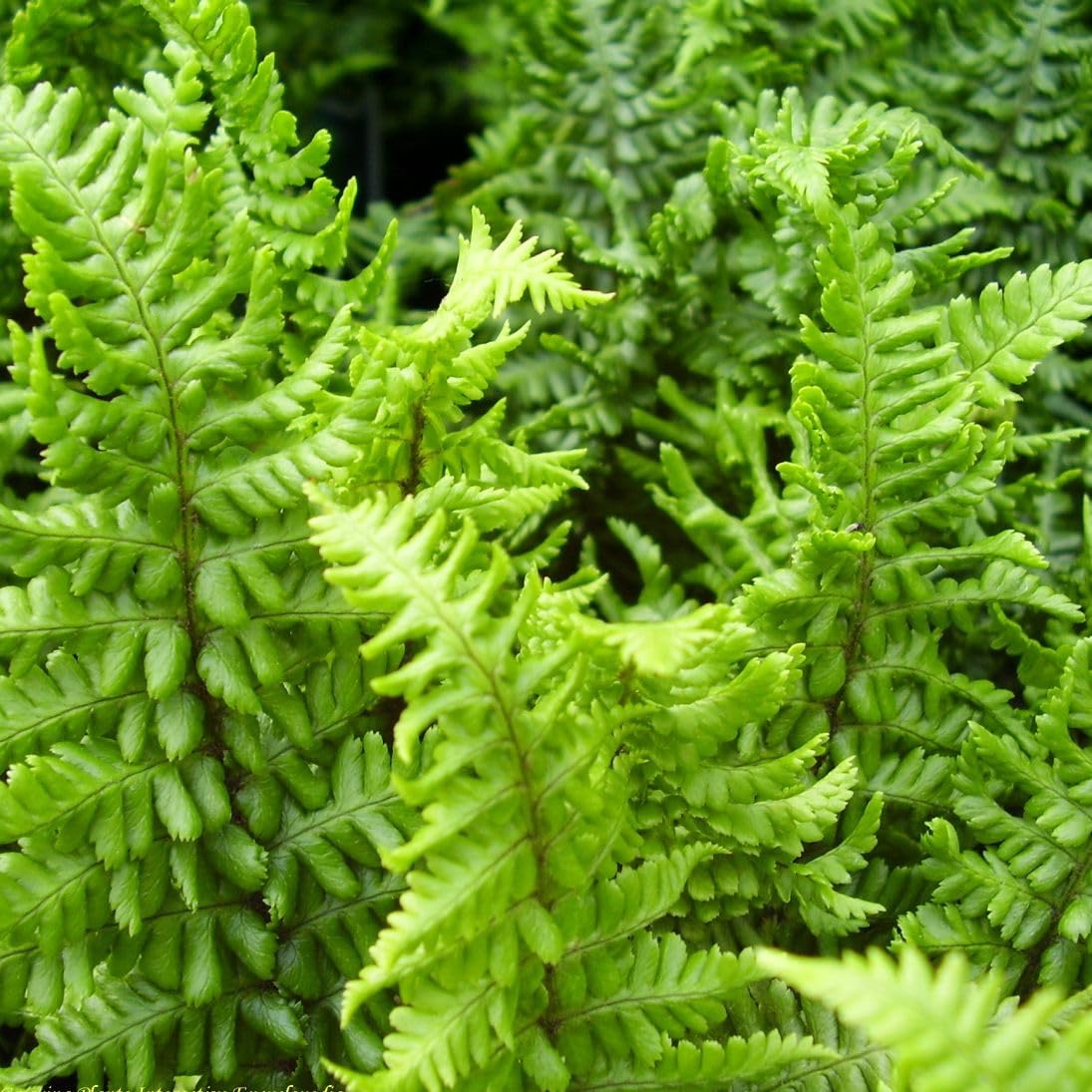 Stauden Gänge 3 x Dryopteris affinis 'Crispa Congesta' im 1 Liter Topf (Farn/Winterhart/Mehrjährig/Staude/Immergrün) krauser Goldschuppenfarn - Kompakte Farnpracht für schattige Akzente