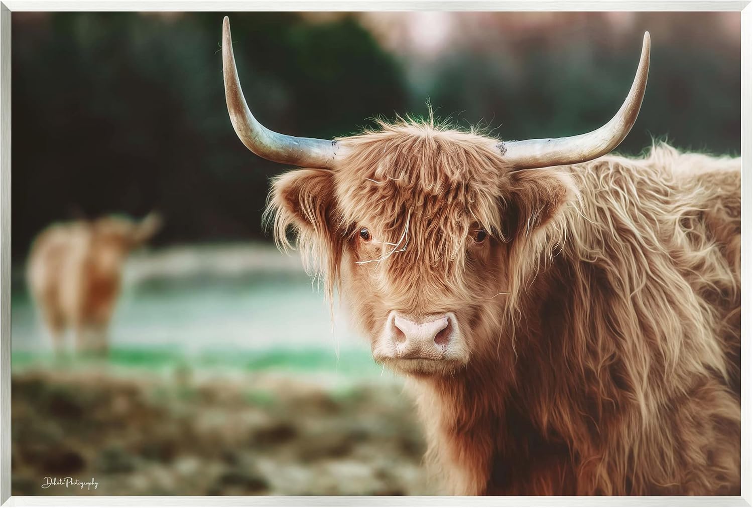 Highland Cattle Gazing 写真木製ウォールアート、Dakota Dienerによる 