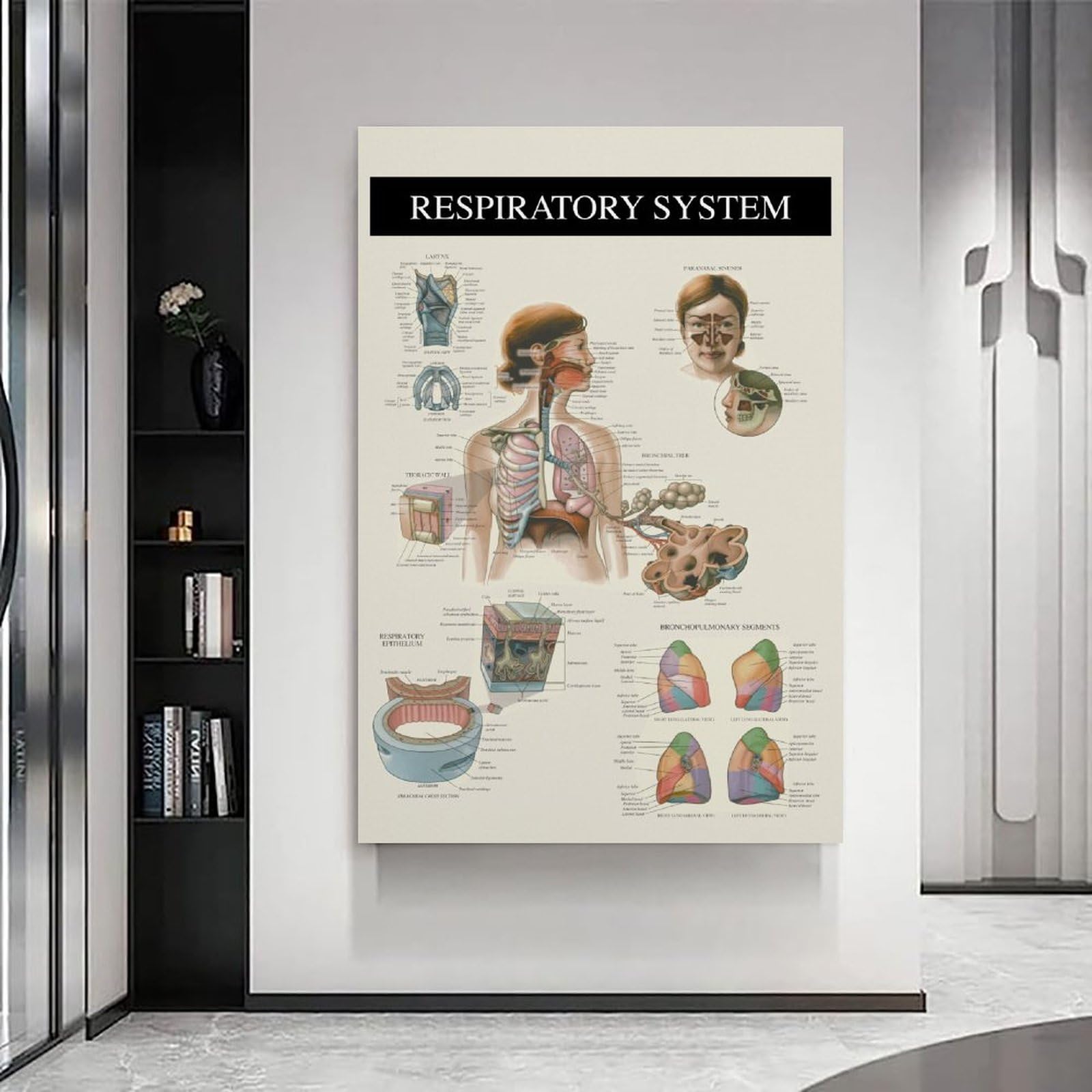 The Respiratory System – Anatomy, nowoczesne wydruki na płótnie, obrazy dekoracyjne do pokoju dla chłopców lub dziewczynek, obrazy ścienne do salonu i obrazów z motywami świątecznymi, 50 x 75 cm