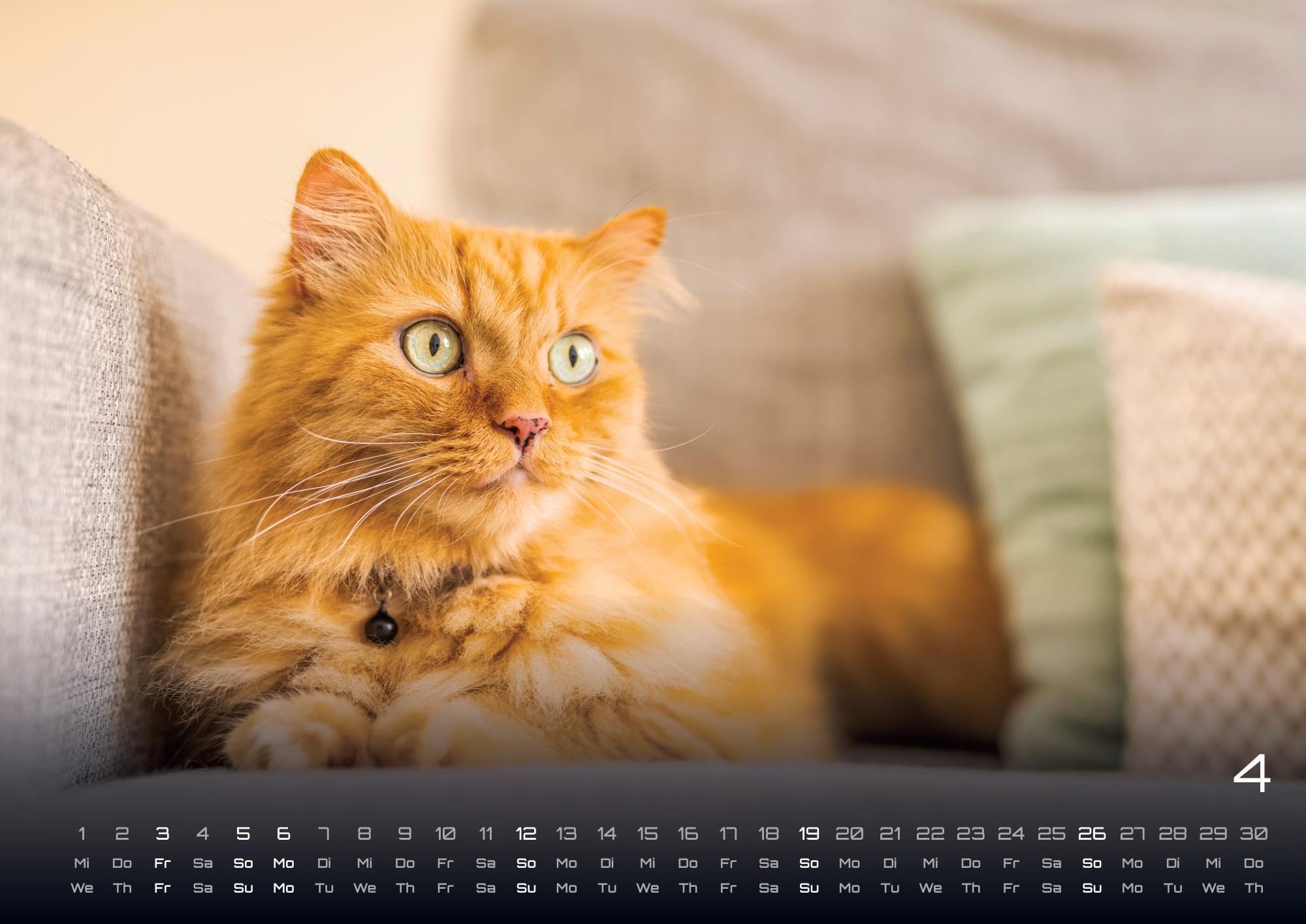 Miau - Unsere Stubentiger - Der Katzenkalender - 2026 - Kalender DIN A2: Der Wandkalender mit den schönsten Katzen-Motiven für das Jahr 2026 im extragroßen Format DIN A2 (ca. 60 x 42 cm)!