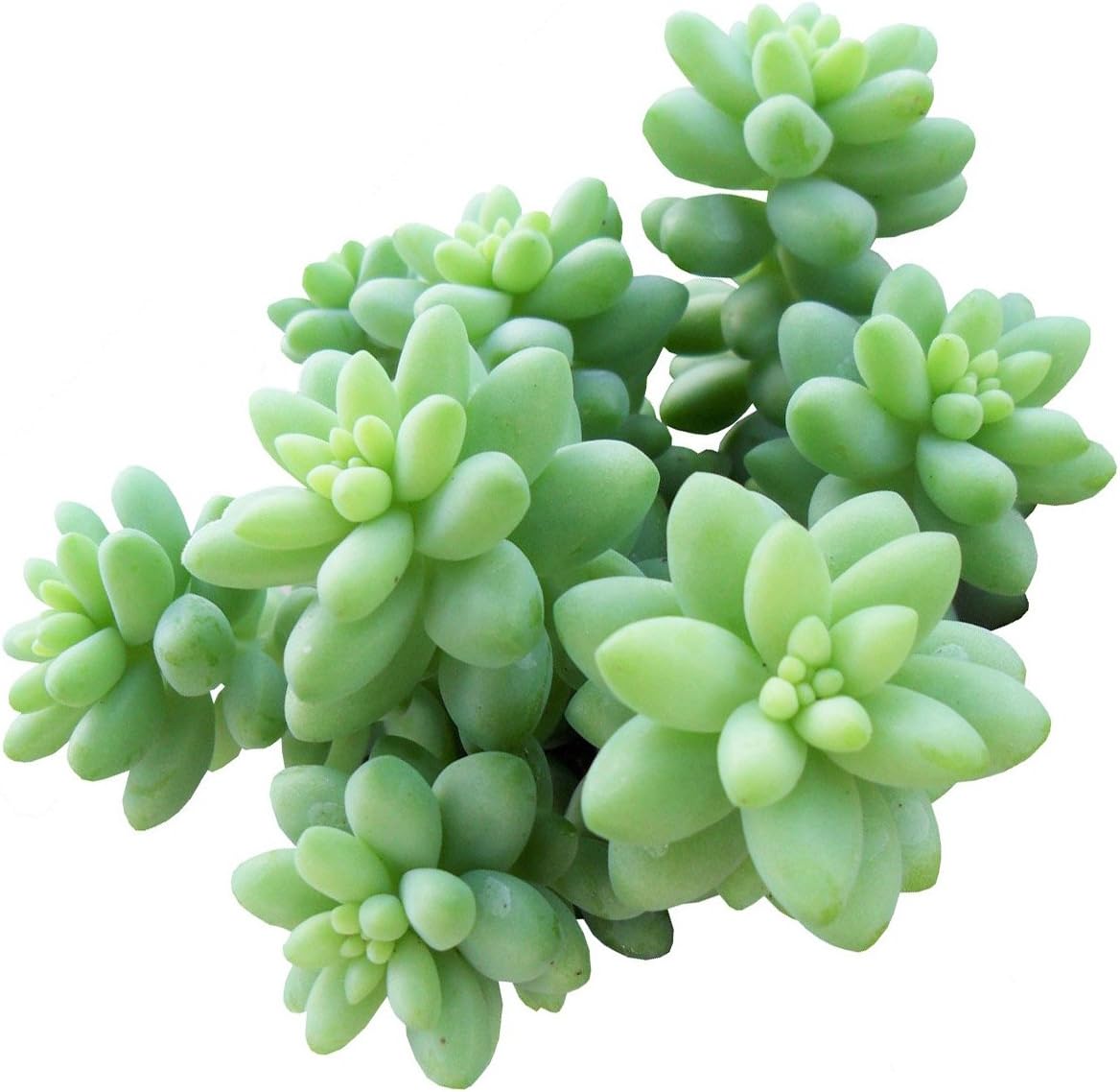 Succulents Box Sedum Burrito Donkey's Tail Succulent (2 inch)