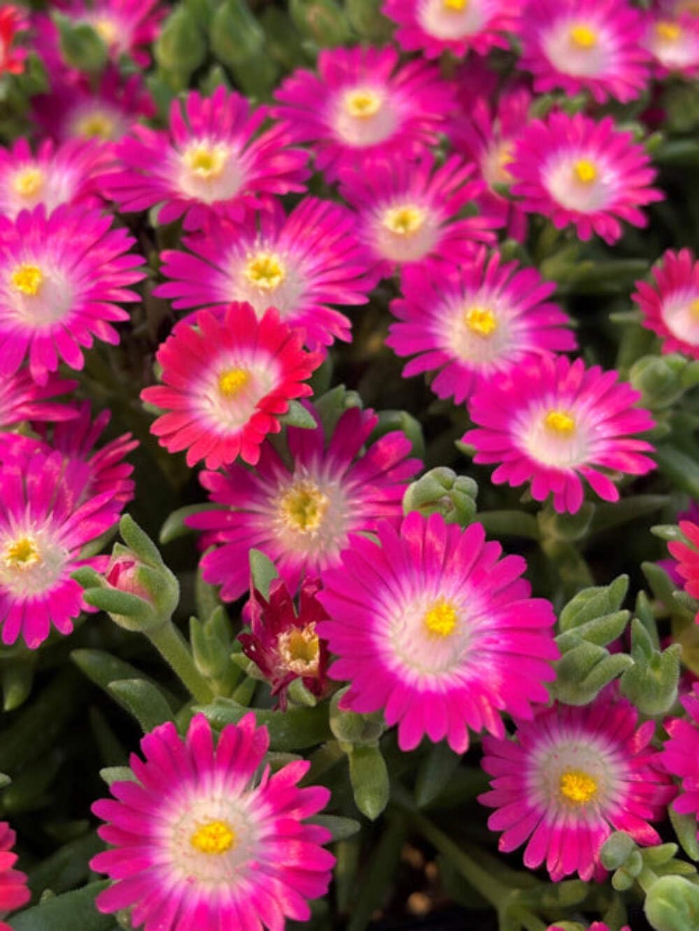 Perennial Farm Delosperma