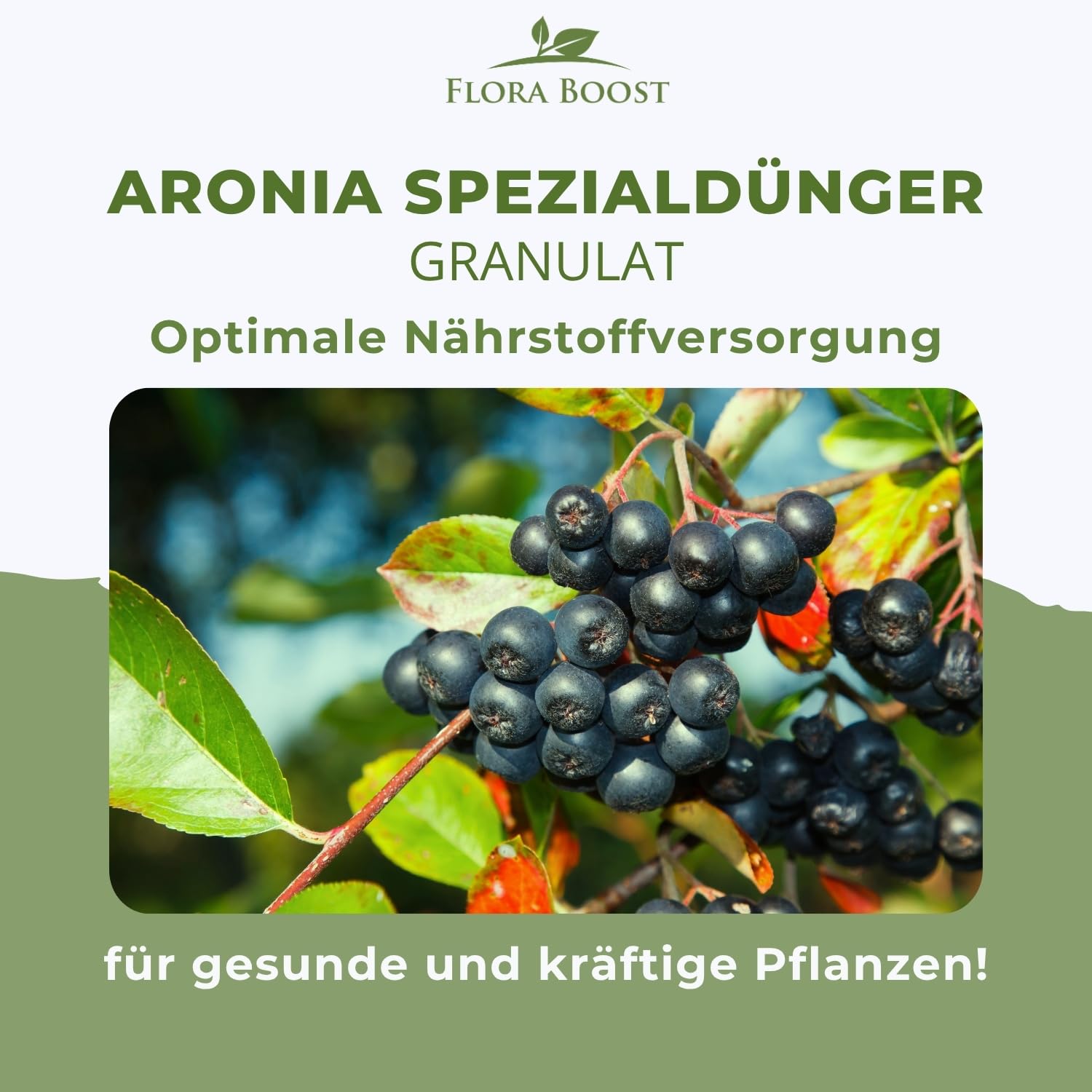 Flora Boost PRO Aronia Dünger mit Langzeitwirkung, 5KG Granulat