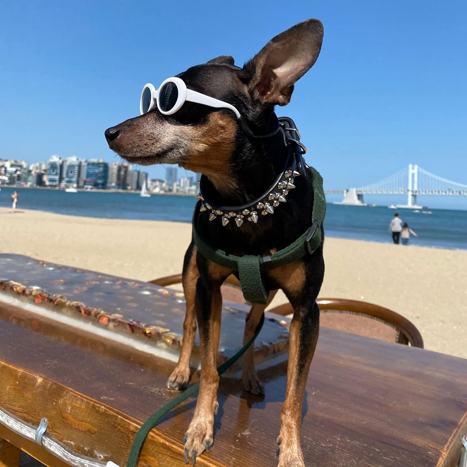 🛒 Flash Sale DOGGYZSTYLE Spiked Studded Rivet Leather Dog Collar for Cats Puppy Small Medium Pets(Black,XS)