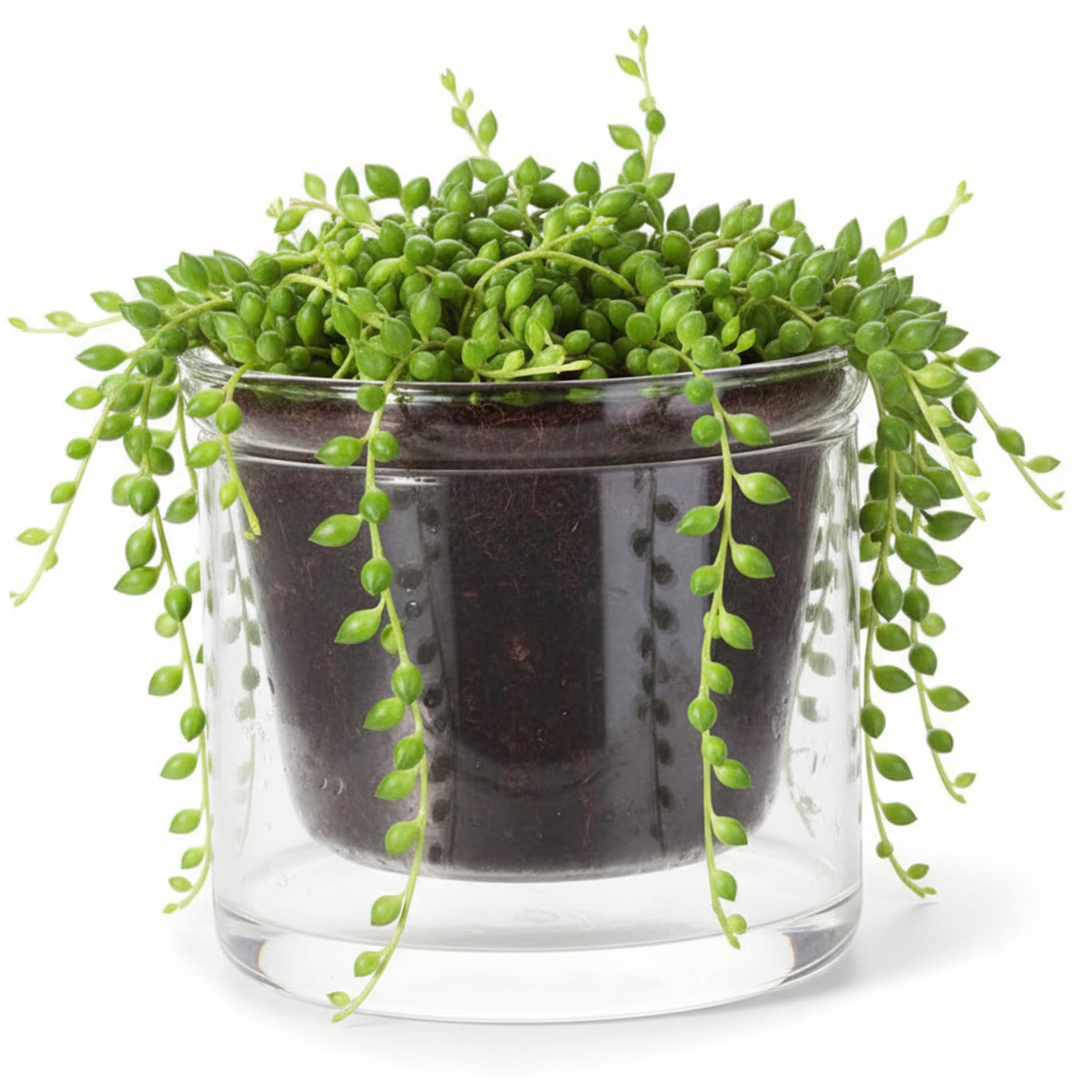 Latemeia Clear Self Watering Pots, 250ml Glass Planter with Water Reservoir - Semi Hydroponic Pots for African Violets, Succulents & Indoor Plants, Indoor Outdoor