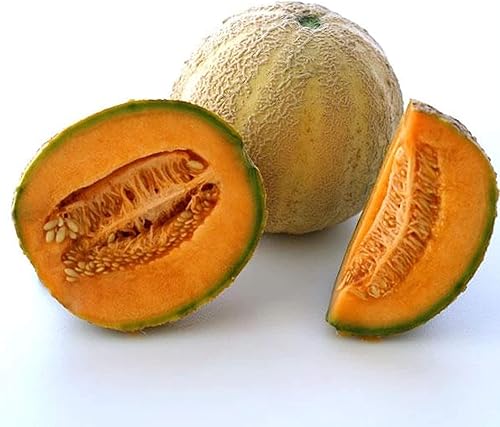 Semillas orgánicas de melón Honey Rock - 0.04 oz  30 Semillas - Semillas orgánicas, reliquia, polinizada abierta, sin OMG, semillas de jardinería