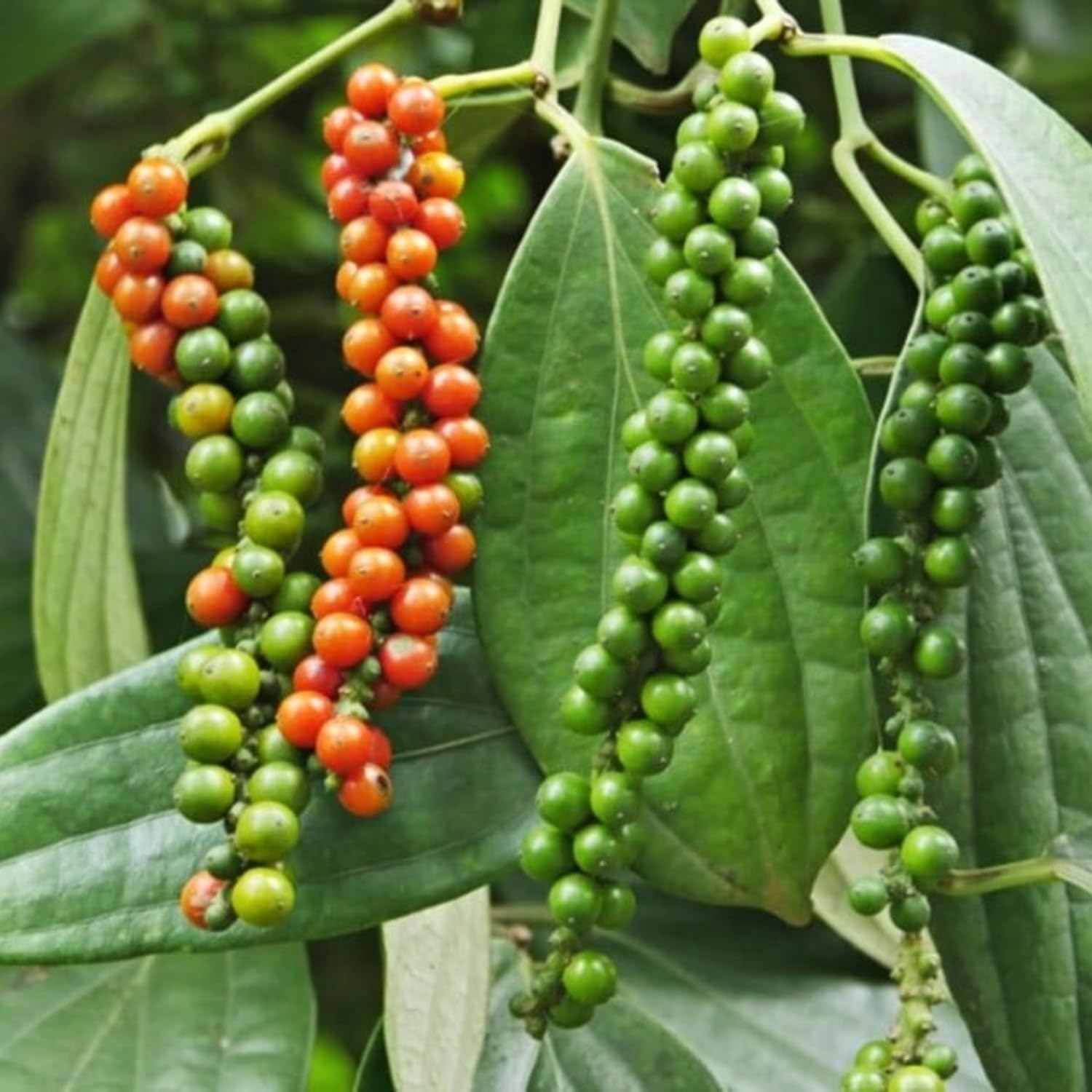 2 Black Pepper Plants, 4-7" Tall Black Pepper Plant Live, Piper Nigrum Starter Plant, Well Rooted for Garden Growing
