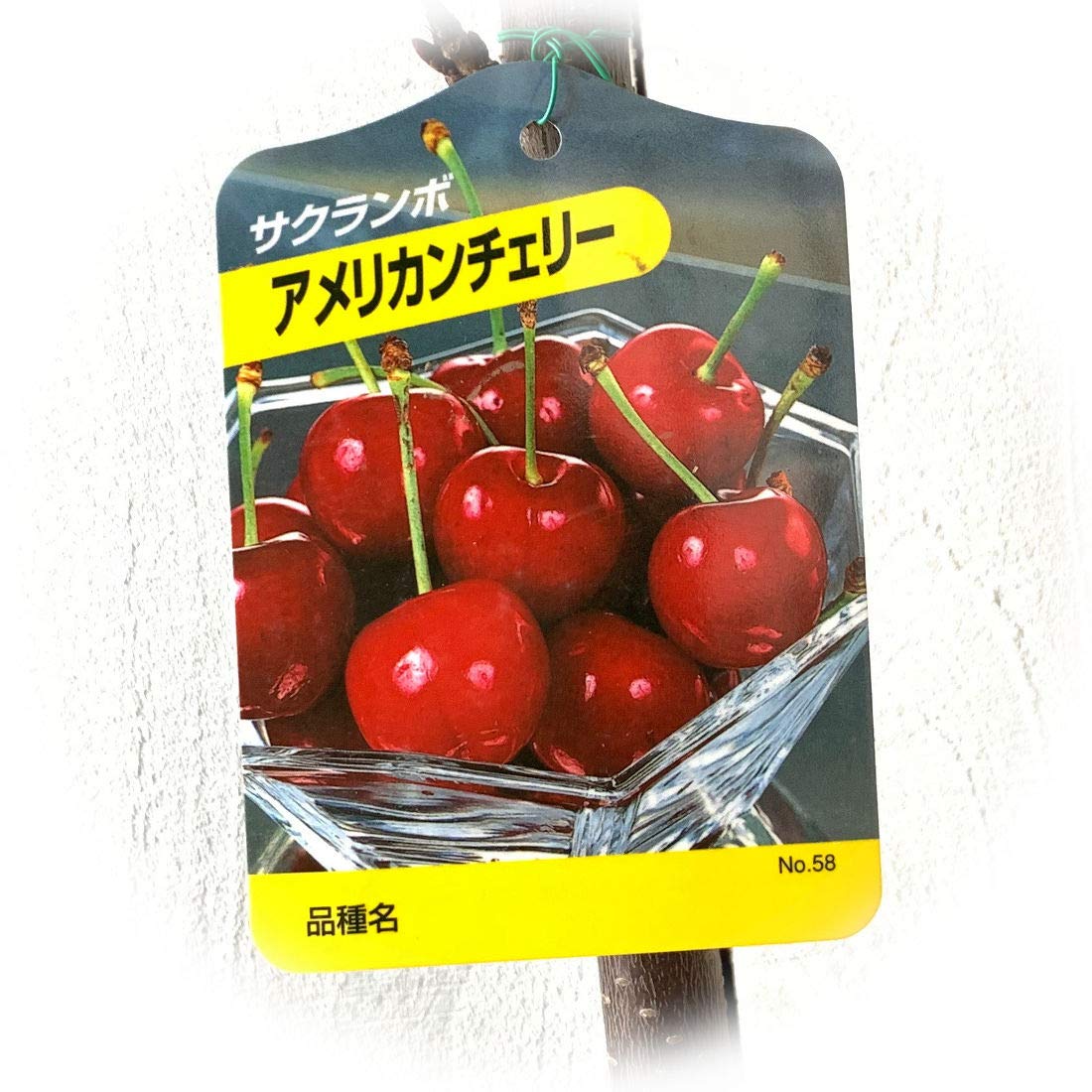 Amazon.co.jp: サクランボ 苗木 アメリカンチェリー 13.5cm