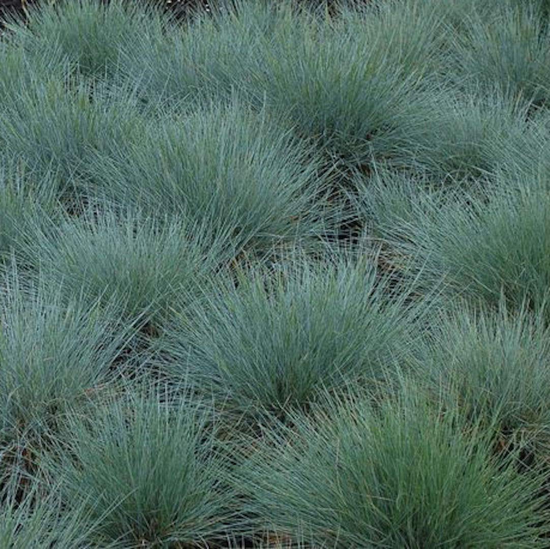 5 X Plug Piante Blue Grass * Festuca Glauca Blu * Erba Ornamentale