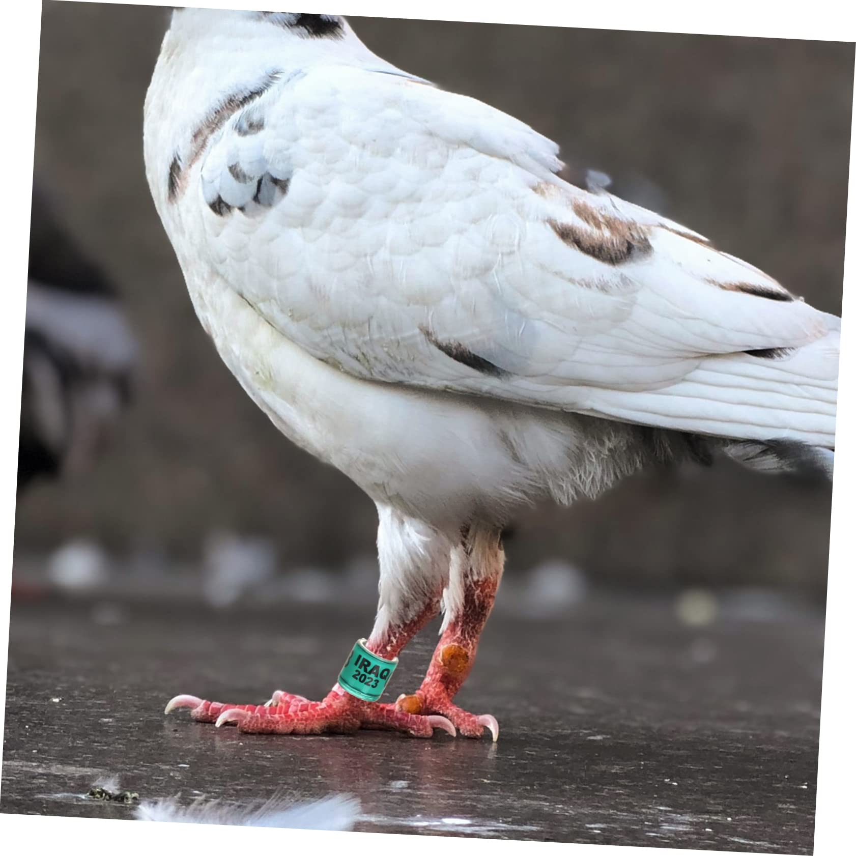 BESPORTBLE 400piezas Anillos De Identificación para Pájaro Anillas De para Palomas De Suministros para Distinción De Aves