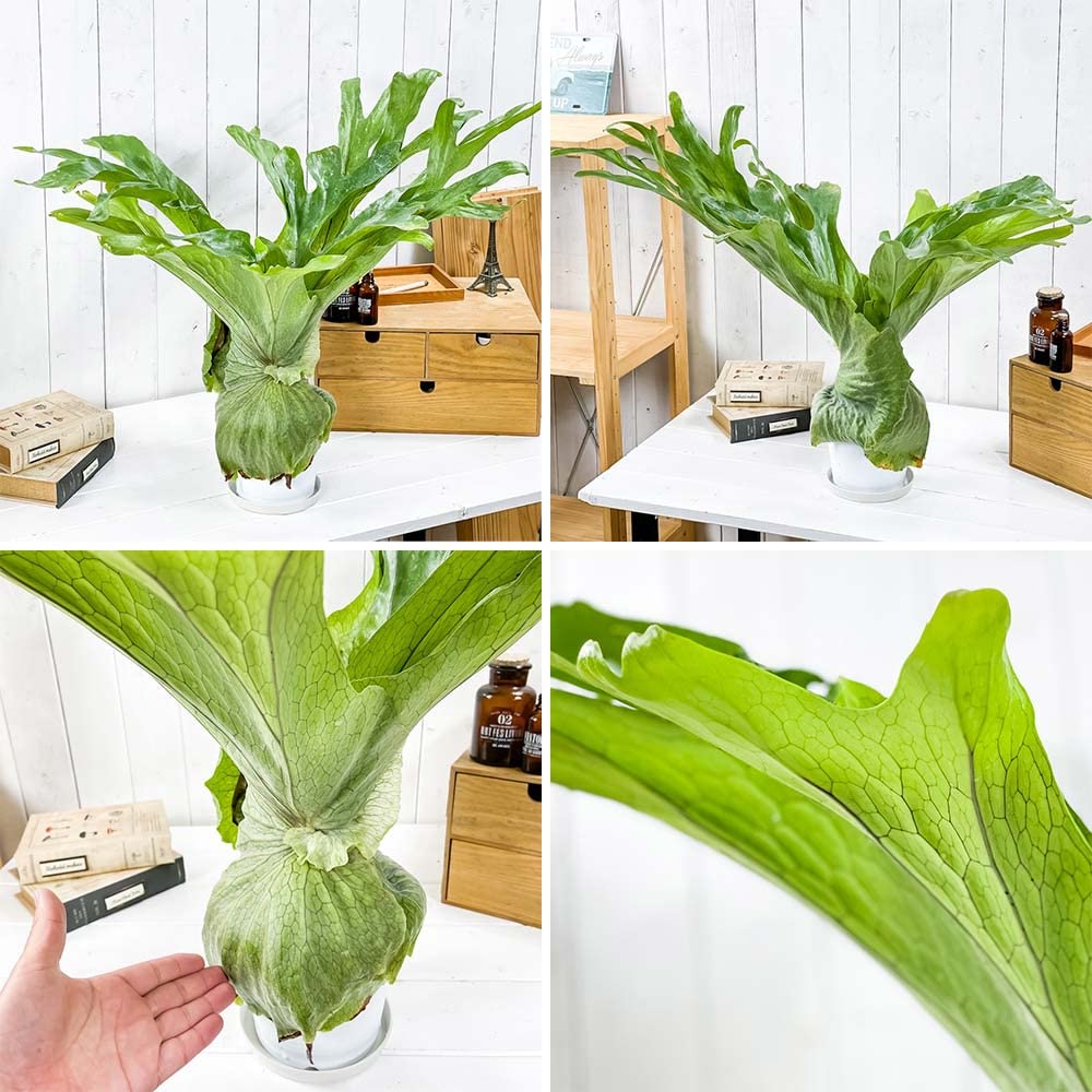 Amazon.co.jp: PLANCHU 観葉植物 ビカクシダ スパーバム 5号鉢 受け皿