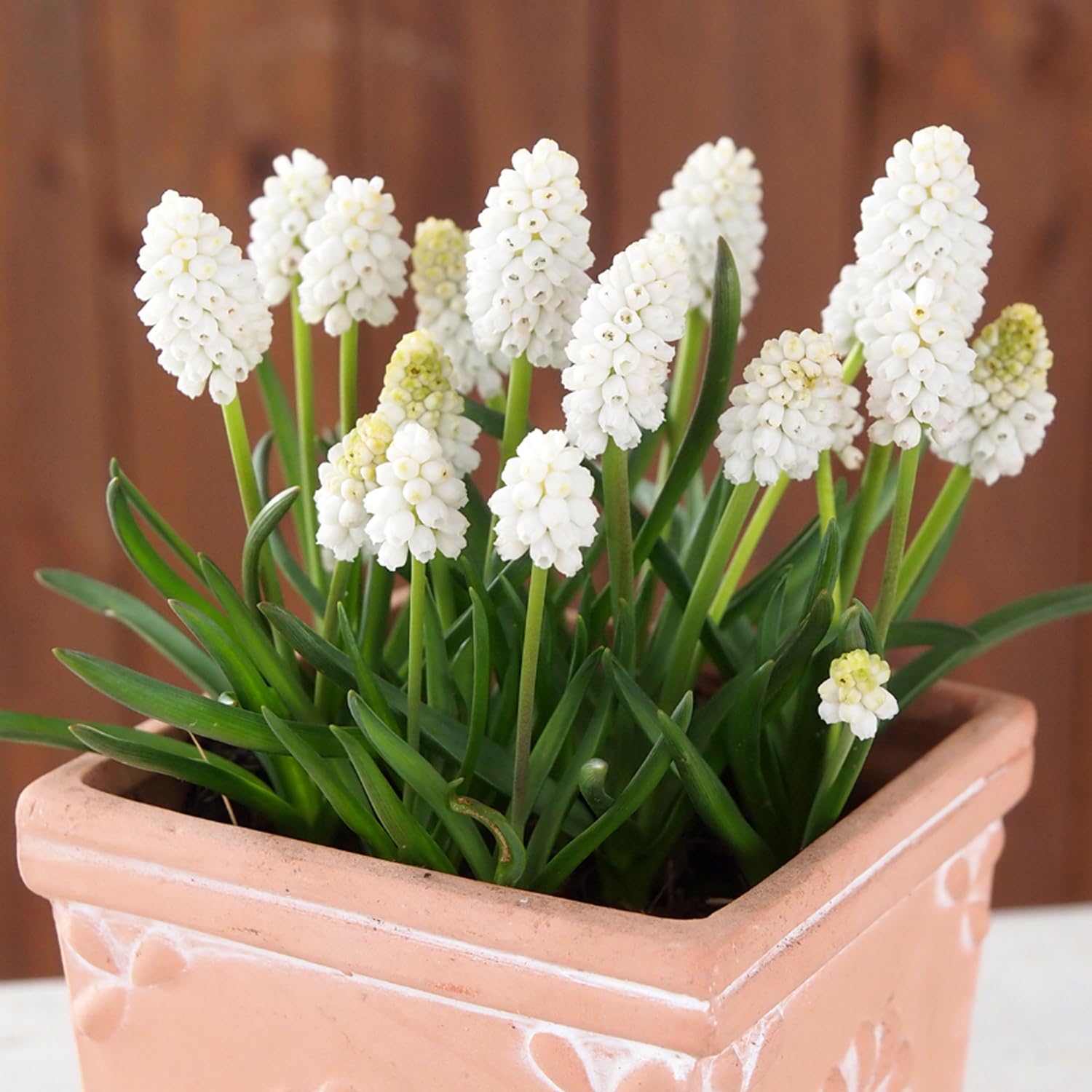 Amazon | ムスカリ ホワイト系 球根 20球 白花 白系 | 球根
