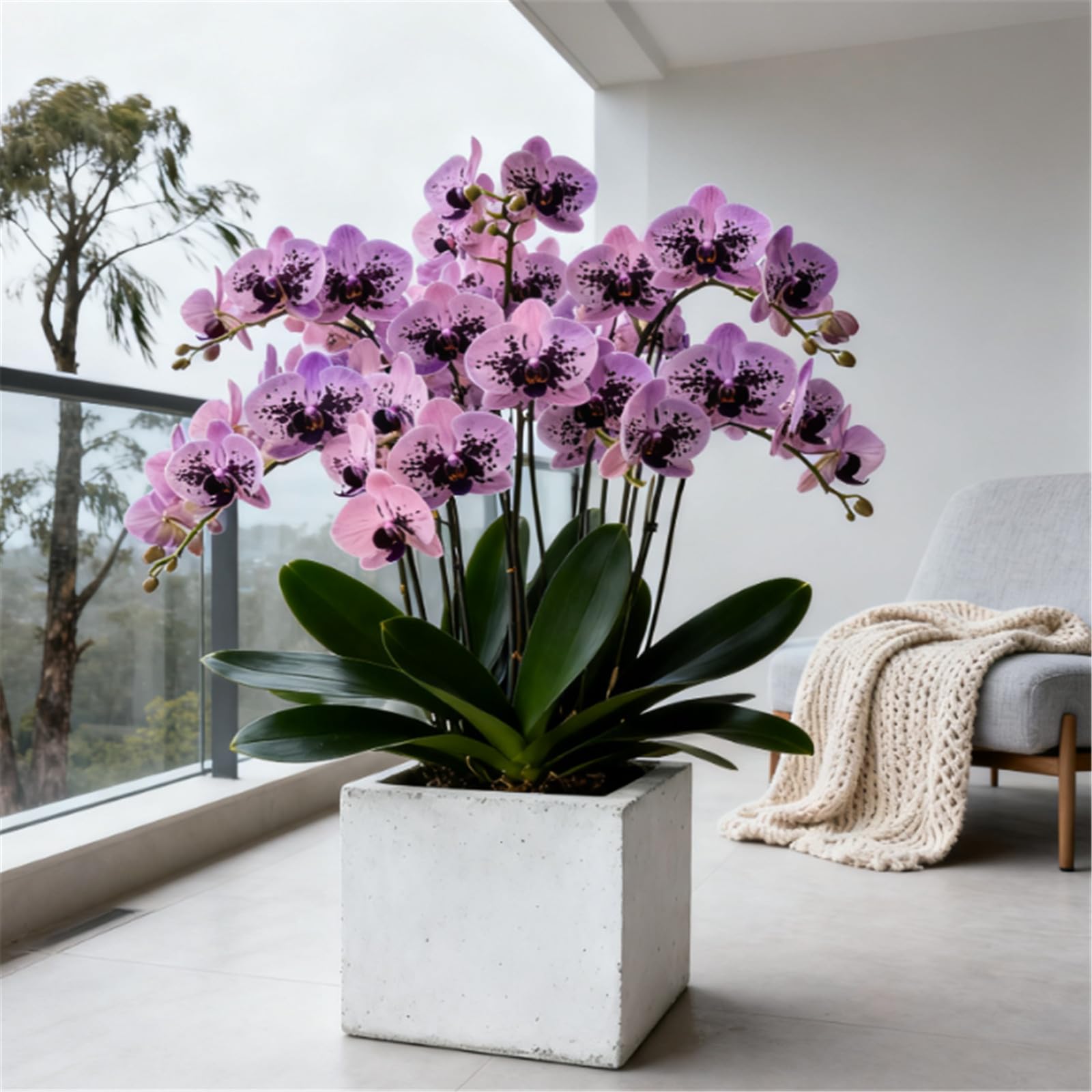 Rare Variety - Cold-Hardy Perennial Cymbidium Orchid - Cymbidium Orchid Rhizome - Desktop and windowsill Decoration/That Grow Fast/Golden Jade Carving/Garden-3 Roots-C