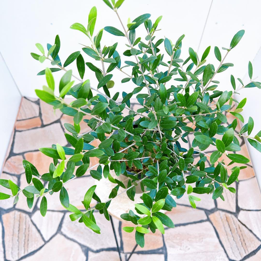 現品　創樹　オリーブの木　オリーブ　ネバディロブランコ　20番　観葉植物　野外 Amazon.co.jp: 創樹 オリーブの木 オリーブ ネバディロブランコ 49番