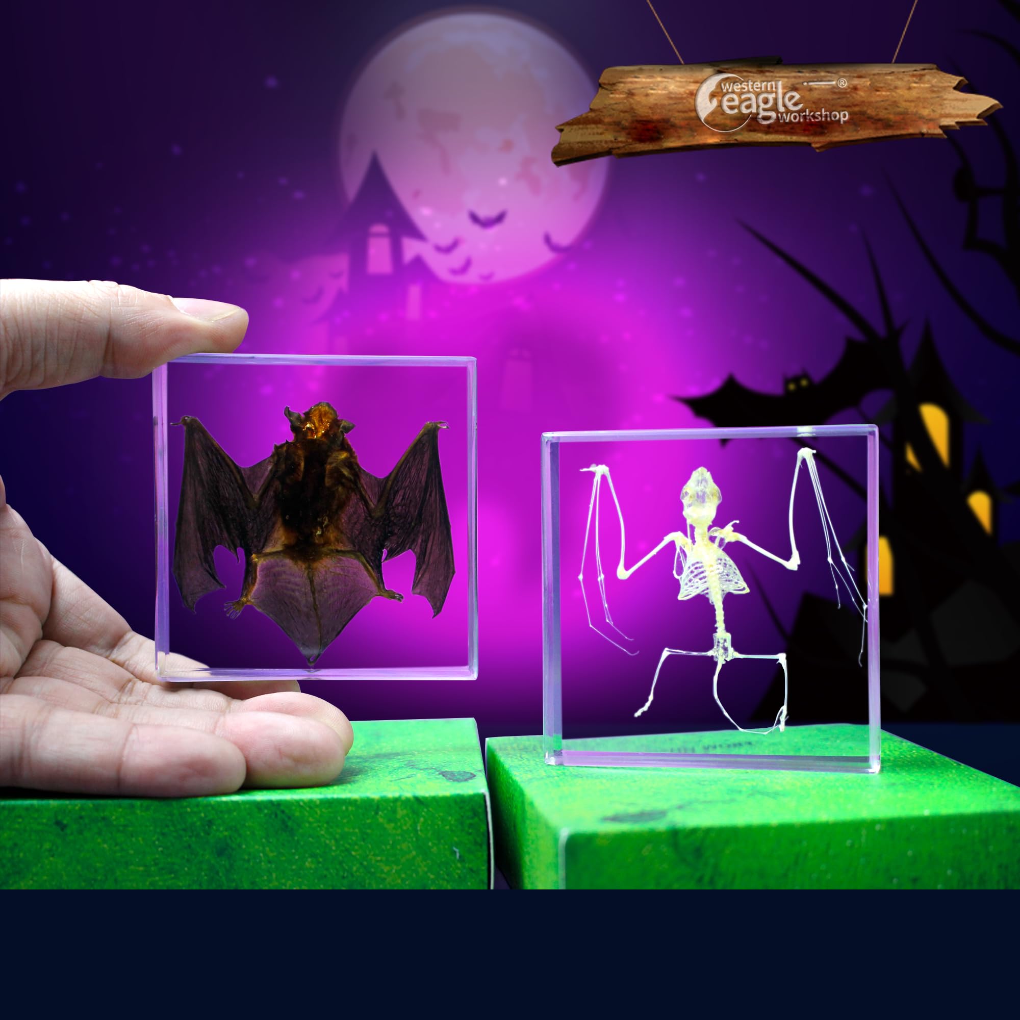 Western Eagle Workshop Real bat Specimen, bat Skeleton Specimen, Resin Taxidermy for Science Classroom Science Education, Great Gift for Taxidermy Lovers, Animal Skulls, quirks, Biology (2-Pack)