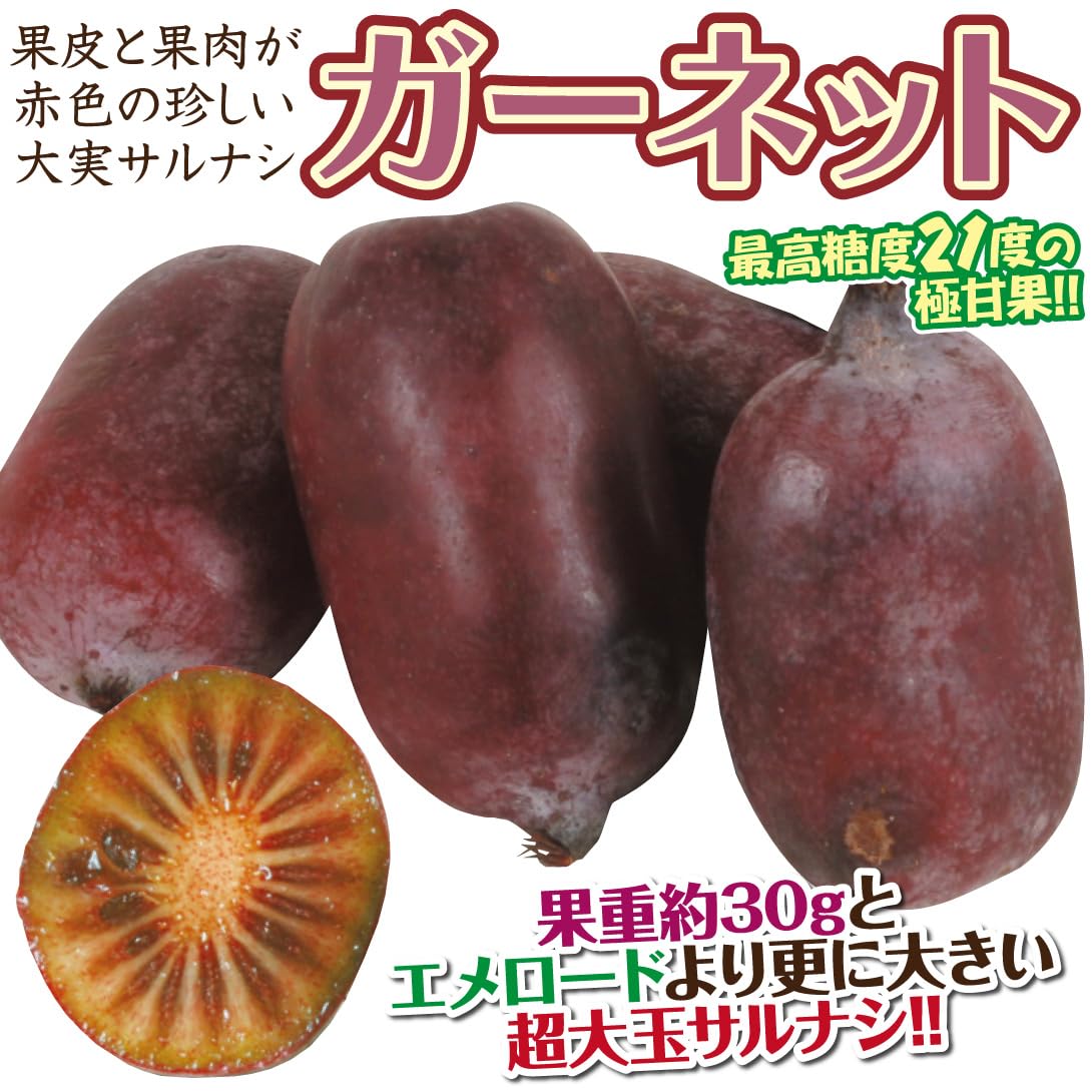 かず出品！サルナシ苗。今期実成り株お届け。 Amazon.co.jp: 果樹苗 サルナシセット 2種2株/ 国華園 25年秋商品