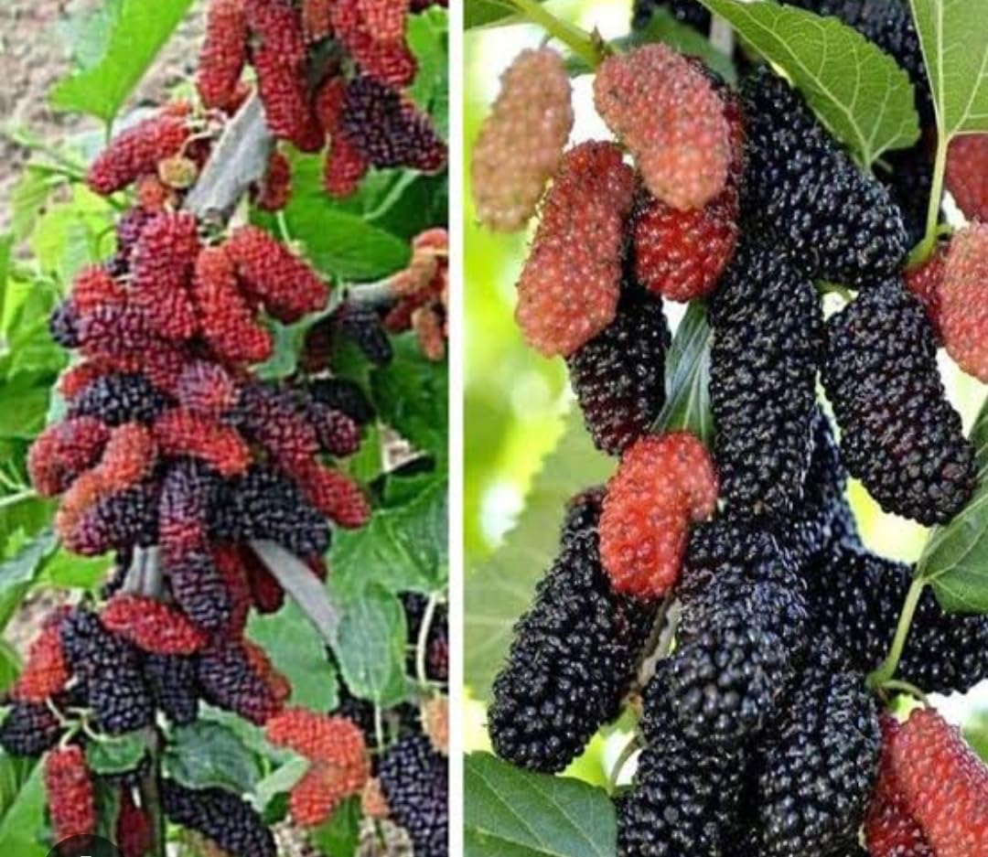 See full amazon price history chart for AB Enterprises Air Layered/Grafted Dwarf Sweet Shahtoot Tree All Season Bearing pakistani Mulberry Fruit Plant Long Variety Fresh and Healthy live Plant (Size- 1.5 to 2 Feet, Pack of 1) AB Enterprises Air Layered/Grafted Dwarf Sweet Shahtoot Tree All Season Bearing pakistani Mulberry Fruit Plant Long Variety Fresh and Healthy live Plant (Size- 1.5 to 2 Feet, Pack of 1) (B0D234FXGT) Amazon Price History, Amazon Price Tracker