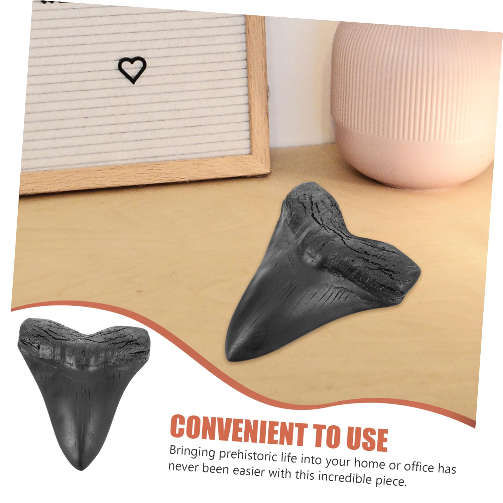 Unomor Genuine Shark Megalodon Paleontology Sample Decoration for Present Collectible