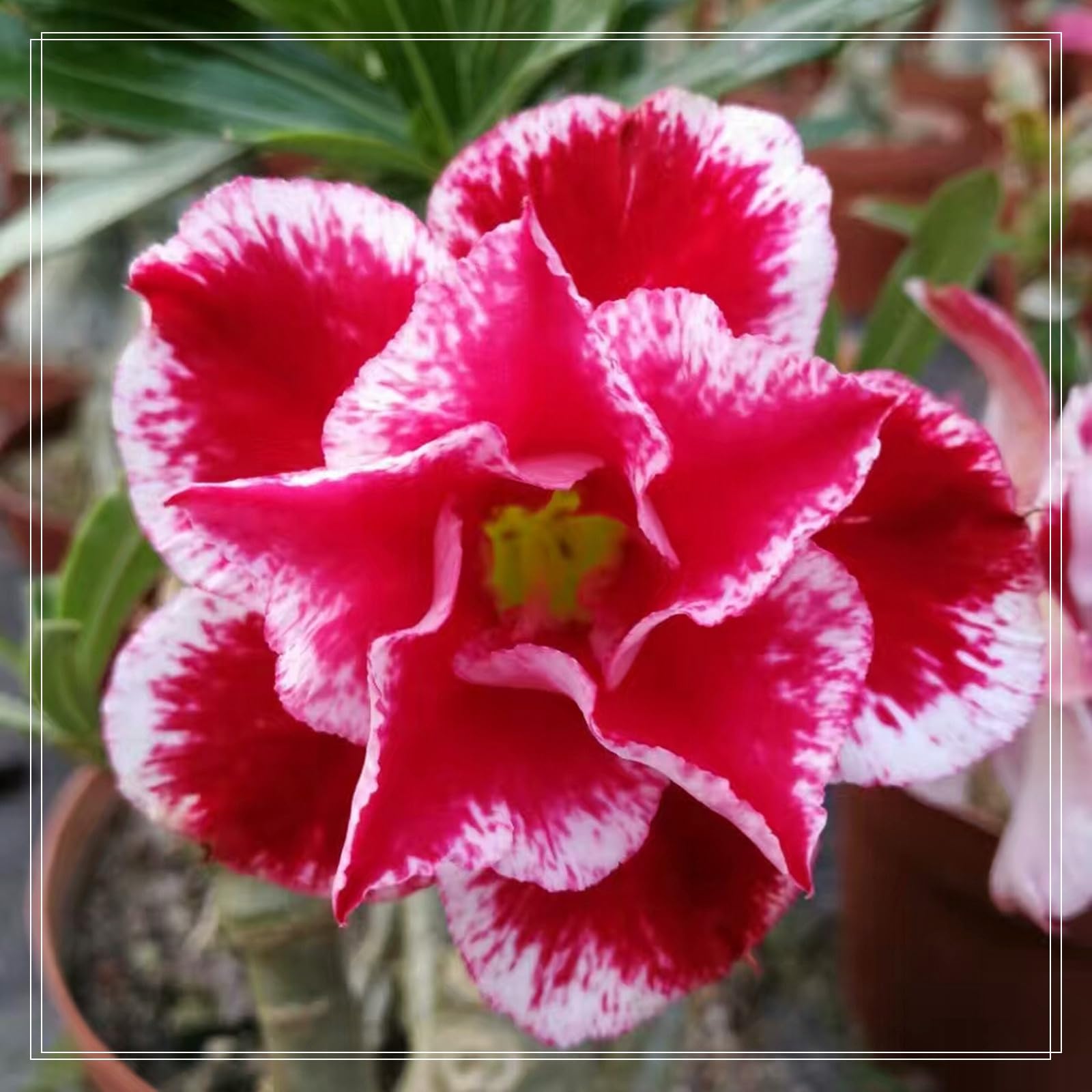 Desert Rose Bulbs, Golden Beautiful, Desert Rose Plant Bulbs, Adenium obesum Plant, Mix Wedding Flowers, 3Bulbs-I