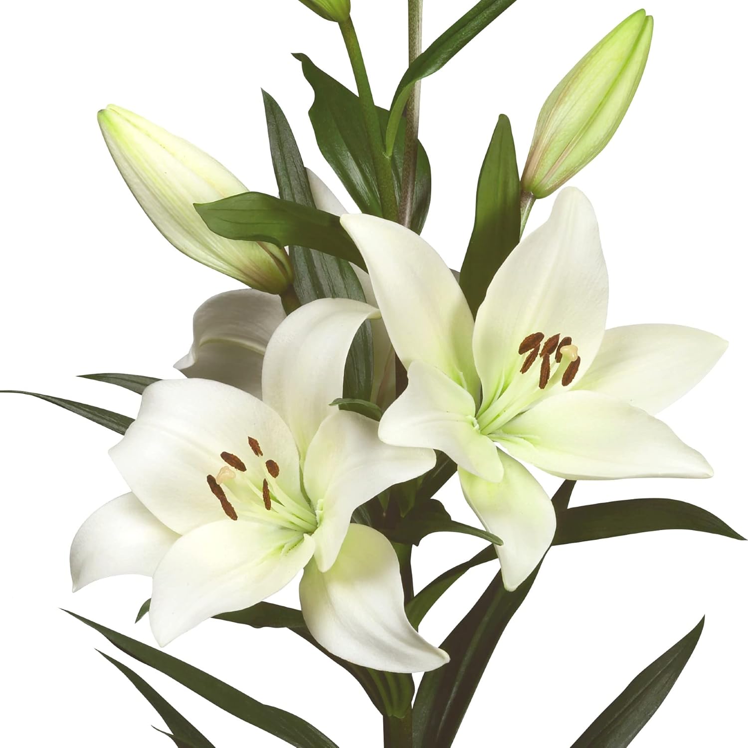 Lilium Asiatic Hybrid Lilies Mix 12 Bulbs Bag - Colorful Flowers Bloom in Summer Sun