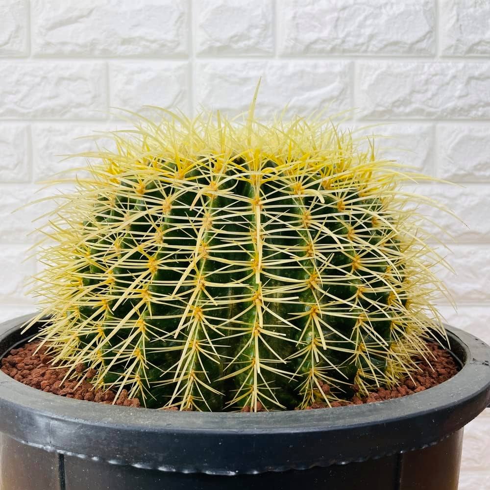 sakagami926専用 サボテン 選抜株 大物キンシャチ【金鯱】王様 sakagami926専用 サボテン 選抜株 大物キンシャチ【金鯱】王様