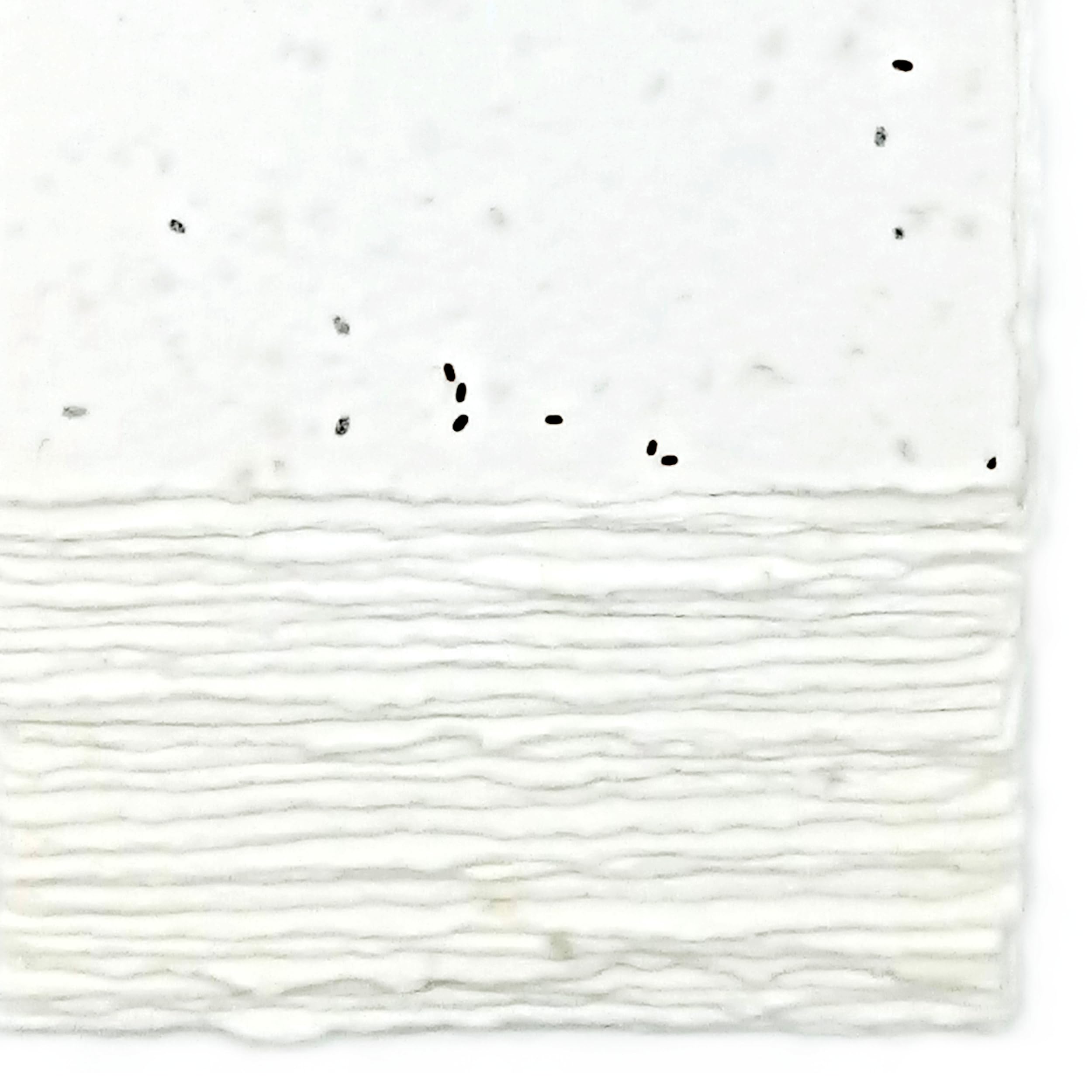 Biglietti/Partecipazioni/Inviti in Carta Piantabile Fatta a Mano, 13x18 cm, 300 g/m2, Confezione da 25, Made in Italy (Con Semi di Lavanda)