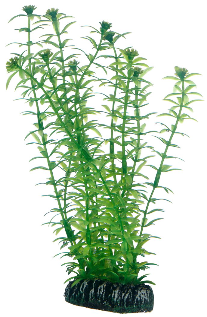 HobbyLagarosiphon Plant For Aquarium 20 Cm