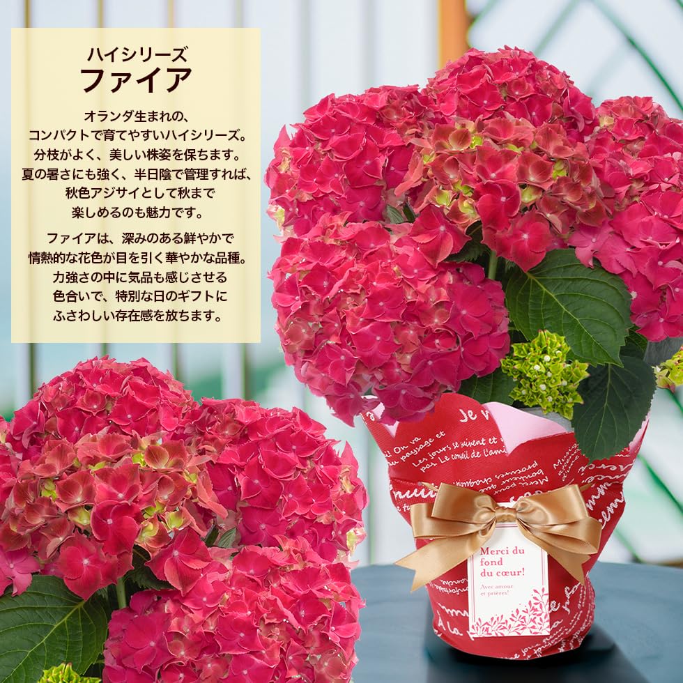 Amazon.co.jp: 母の日 2026 あじさい プレゼント ギフト アジサイ5号